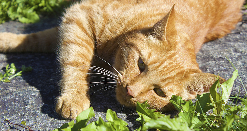 Les chats roux sont-ils tous des mâles ? Le lien entre la couleur du pelage et le sexe chez les chats mâles - img