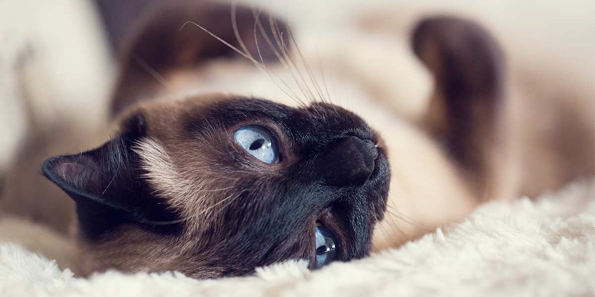 Les chats siamois sont-ils hypoallergéniques et quelle est la quantité de poils qu'ils perdent ? - img
