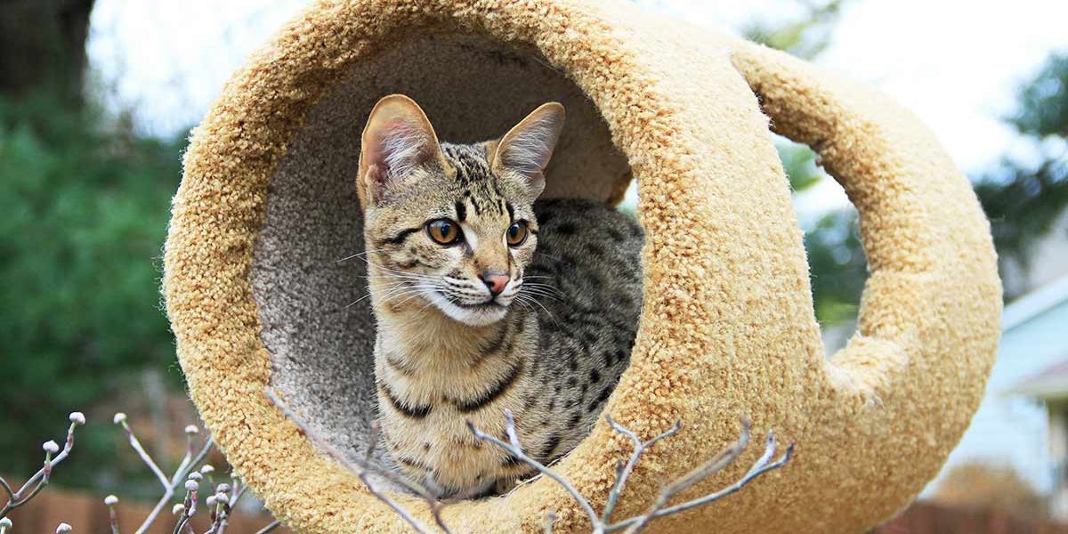 Les meilleurs jouets pour les chats Savannah - img