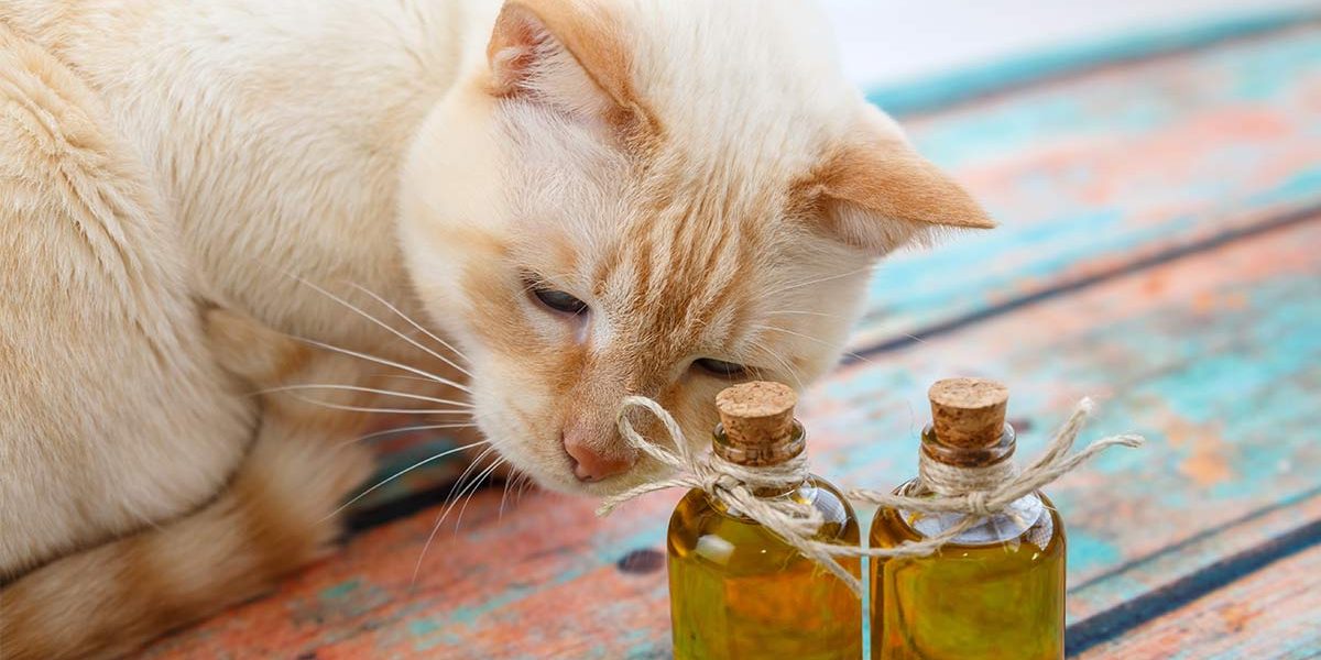 L'huile d'arbre à thé pour les chats - Comprendre les risques et l'utiliser en toute sécurité - img
