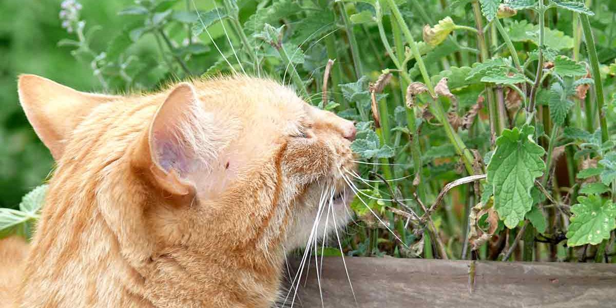 L'huile de menthe poivrée est-elle sans danger pour les chats ? - Huile de menthe poivrée contre les puces - img