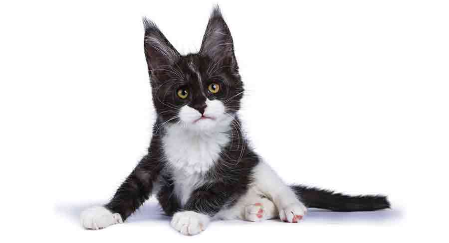 Maine Coon noir et blanc - img