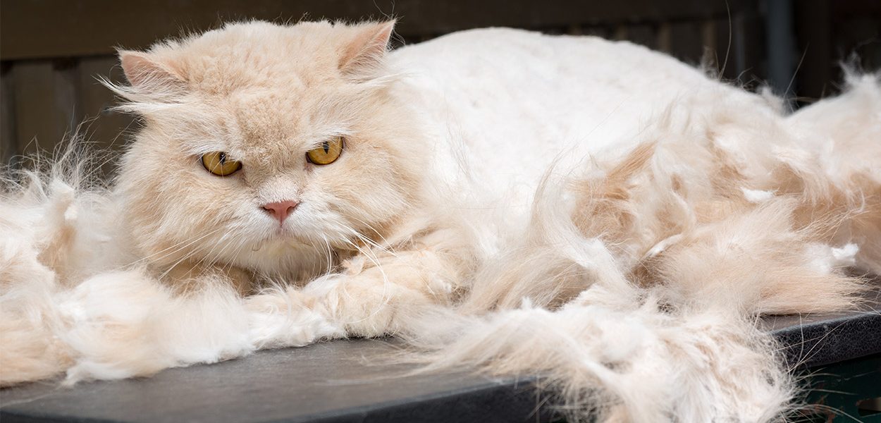 Meilleure brosse pour chats persans - img