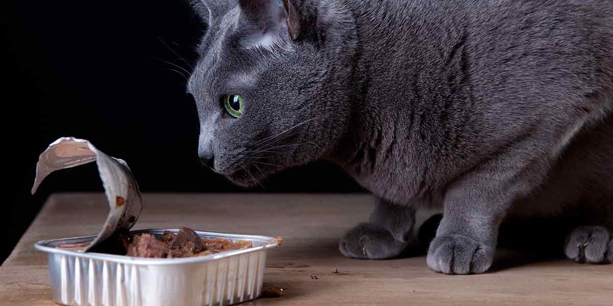 Meilleure nourriture pour chats en boîte pour la santé et le bonheur des chats d'intérieur - img