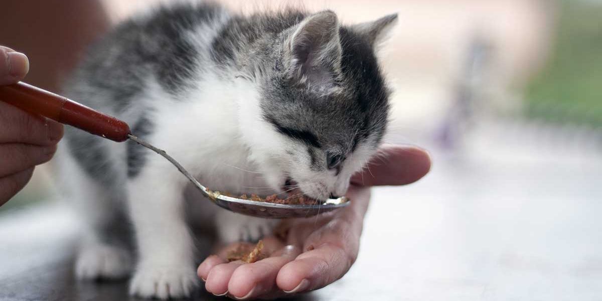 Meilleures croquettes pour chats contre les allergies aux ingrédients courants et rares - img