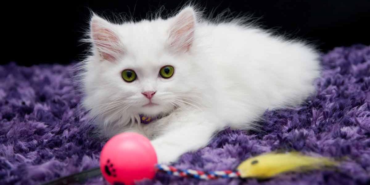 Meilleurs jouets pour chats seuls à la maison - img
