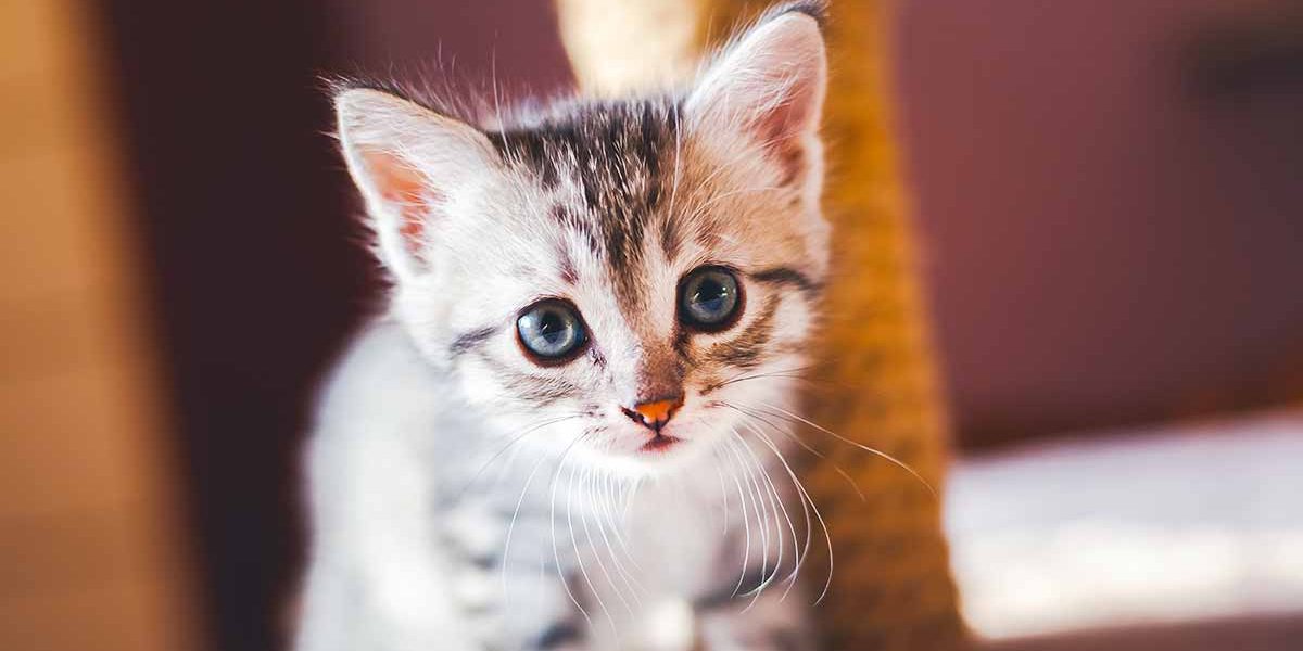 Noms de chatons - 300 idées mignonnes et uniques pour nommer votre chat, fille ou garçon - img