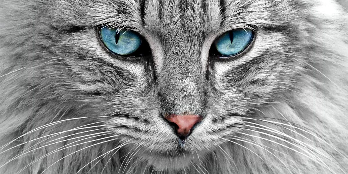 Noms de chats astucieux - img