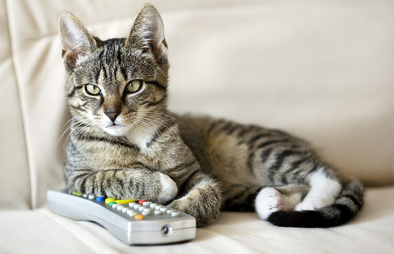 Noms de chats Disney - img