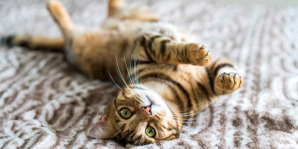 Noms de chats du Bengale - 200 idées pour nommer votre mâle ou votre femelle - img