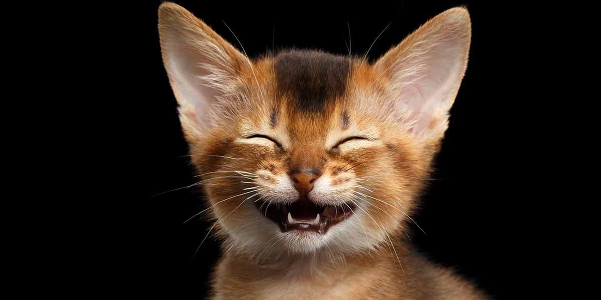 Noms de chats humoristiques - Idées de noms parfaits pour les chats - img