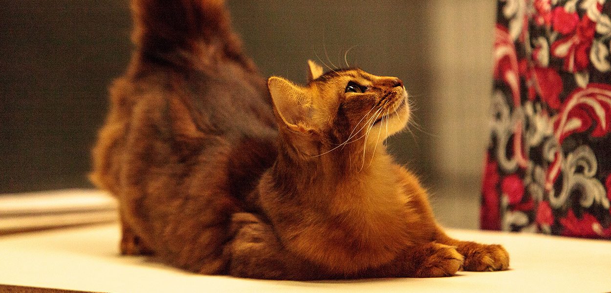 Noms de chats somaliens - Des noms étonnants pour des chats étonnants ! - img