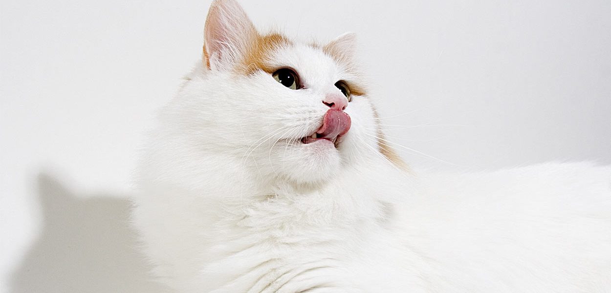 Noms de chats turcs - 175 idées uniques - img