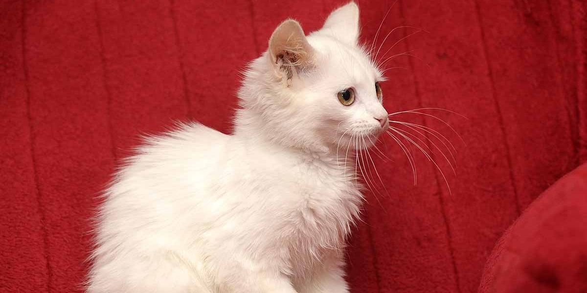 Noms des chats angoras turcs - 150 idées pour votre beauté blanche - img