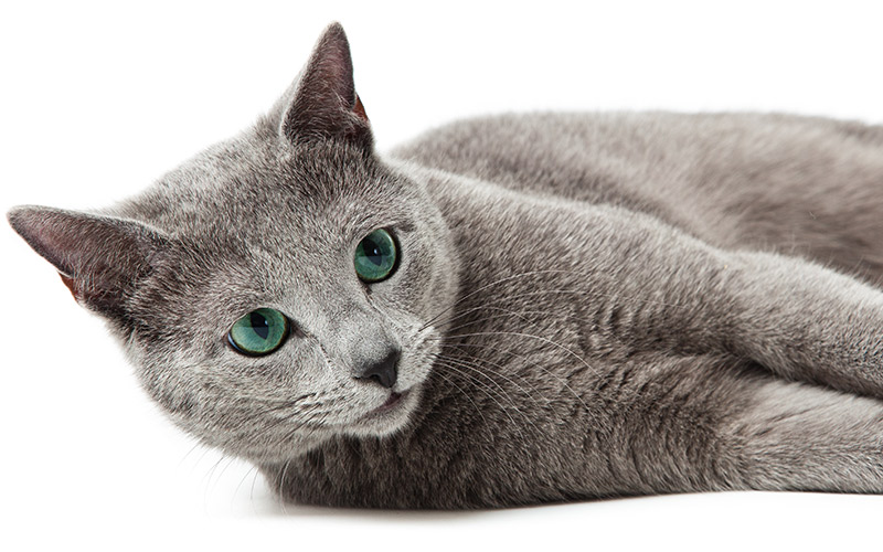 Noms des chats bleus russes - 300 idées brillantes pour nommer votre chat russe - img