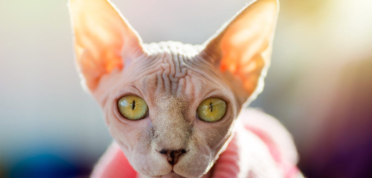 Noms des chats Sphynx - img