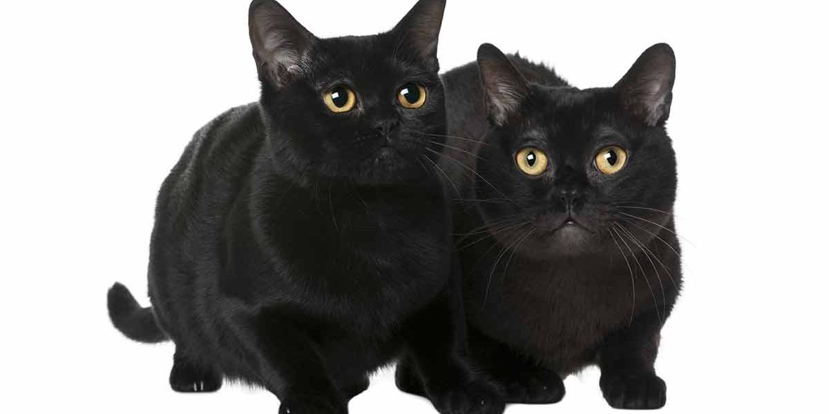 Personnalité du chat Bombay - Quel sera le comportement de votre beauté noire ? - img