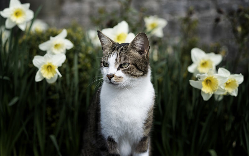 Plantes auxquelles les chats sont allergiques - img