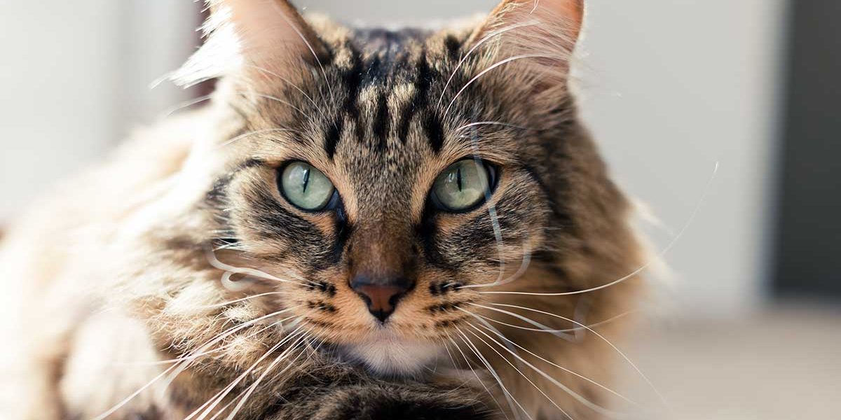 Pourquoi mon chat bave-t-il mais agit-il normalement ? - img