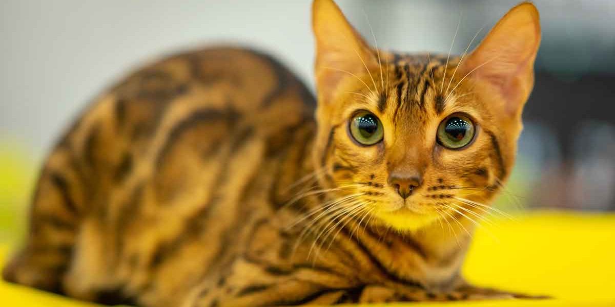 Prix du chat Savannah - Combien ce chat coûtera-t-il vraiment ? - img