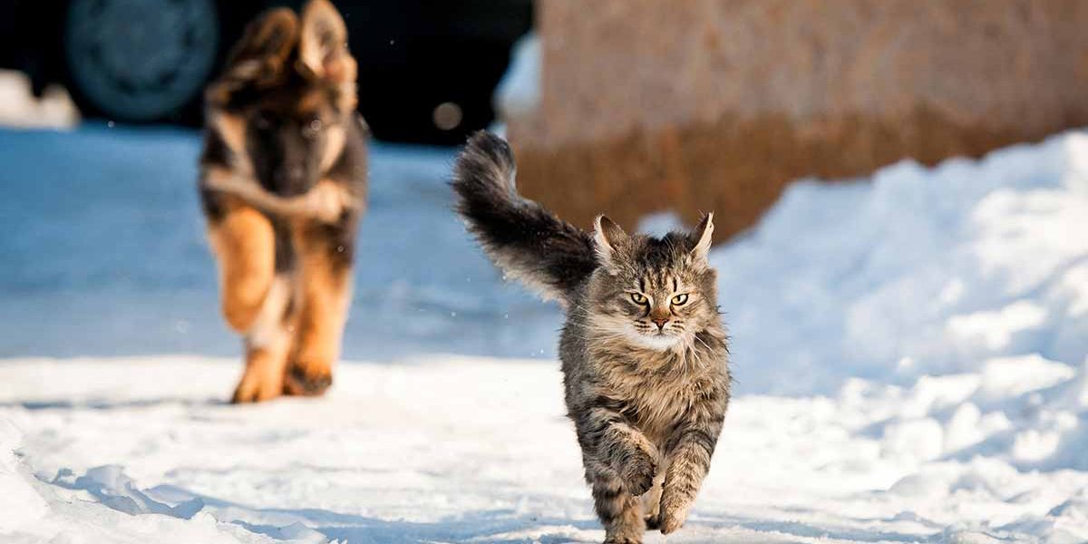 Quelle est la vitesse moyenne d'un chat à pleine vitesse ? - img
