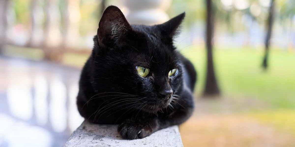 Quelle est l'espérance de vie des chats de Bombay ? Prévoir l'espérance de vie - img