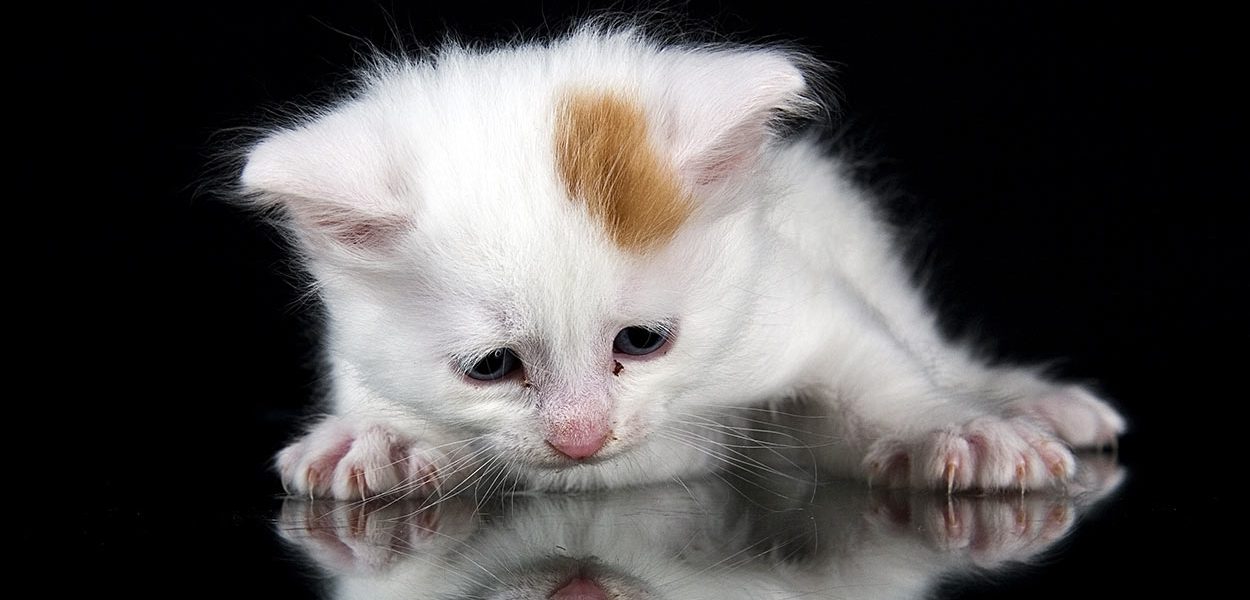 Race de chat turc de Van - img