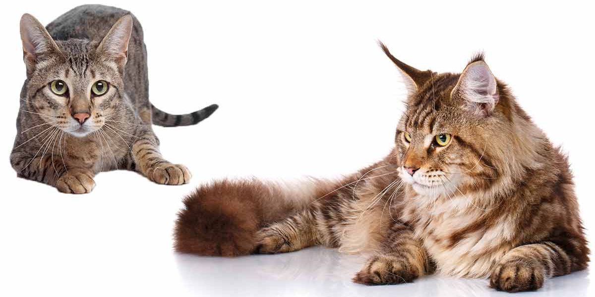 Savannah Cat Vs Maine Coon - Quelle est la différence ? - img