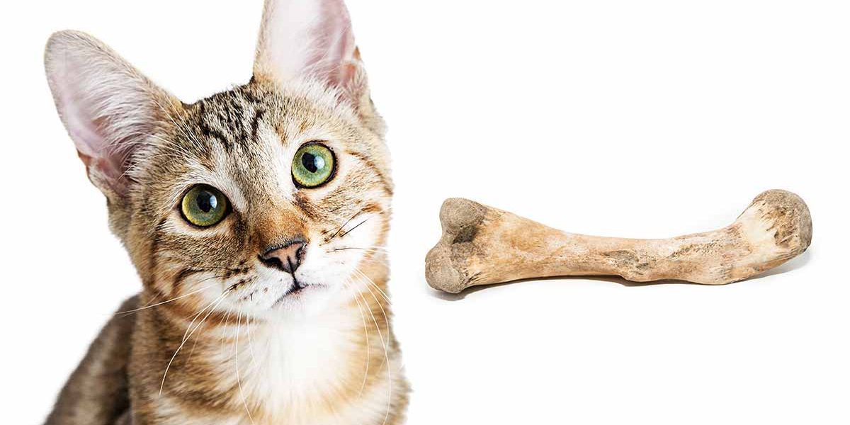 Squelette du chat - Combien d'os le chat possède-t-il ? - img