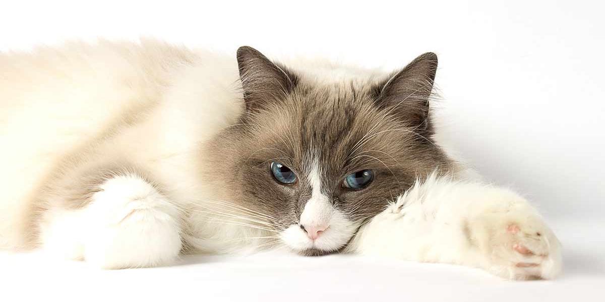 Tempérament du chat Ragdoll - La race de chat la plus sympathique au monde ? - img