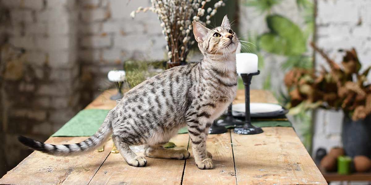 Tempérament du chat Savannah - img
