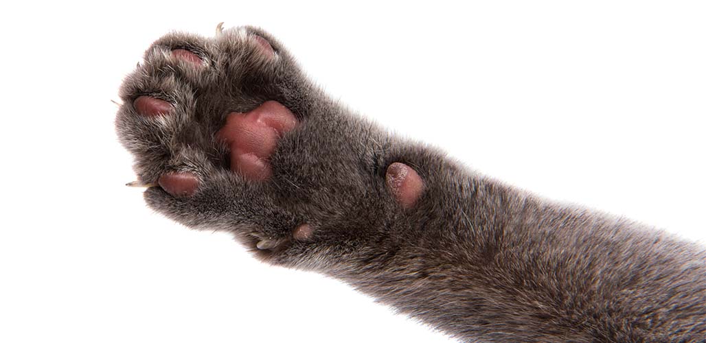 Les moustaches carpiennes - L'autoroute sensorielle de votre chat - img