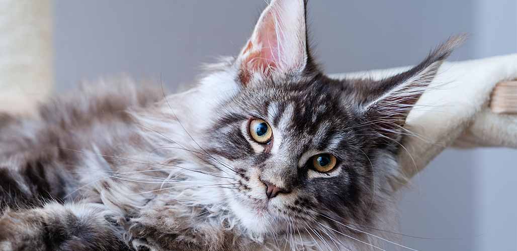 Maine Coon Tabby Cat : Les secrets d'un étonnant géant rayé - img