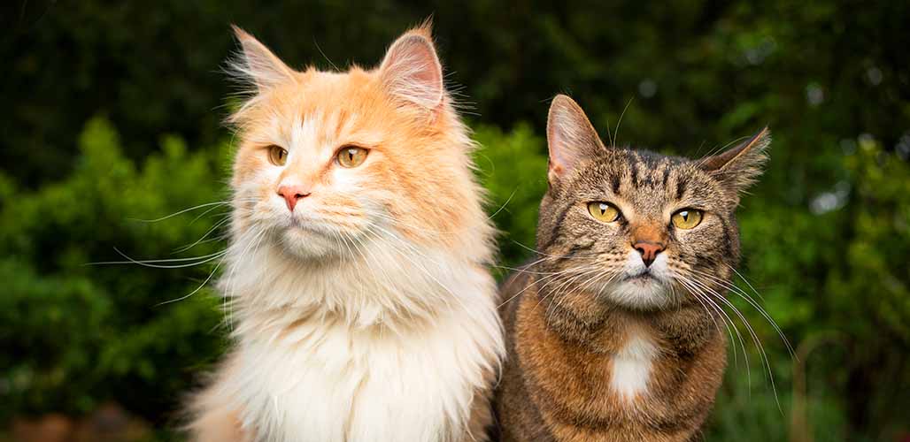 Pourquoi les Maine Coons sont-ils si gros ? - img