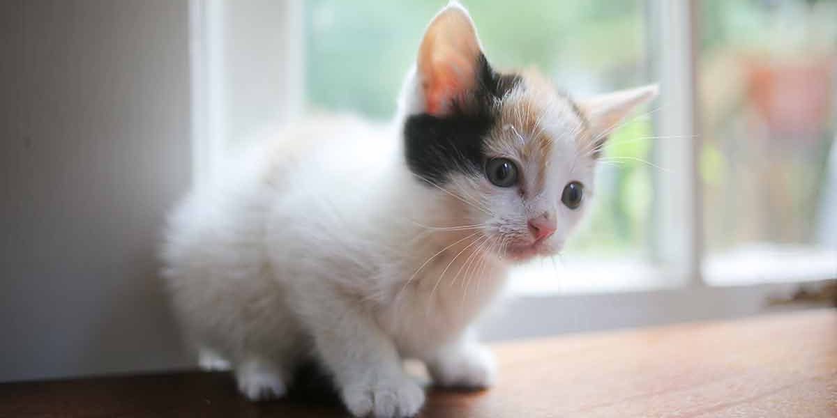 Écaille de tortue ou calicot : Explorer les caractéristiques uniques des chats multicolores - img