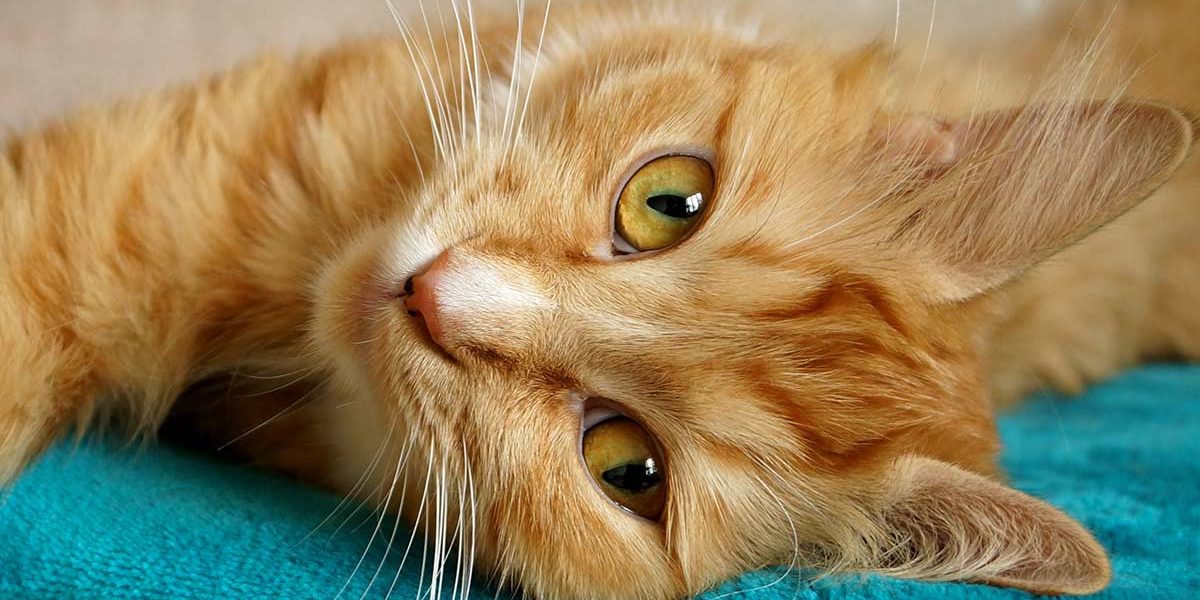 Le ronronnement du chat - Écoutez et découvrez ce que signifie le ronronnement de votre chat - img
