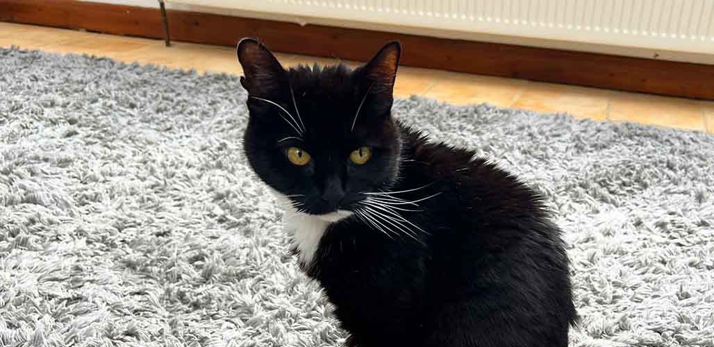 Soins aux chats âgés - img