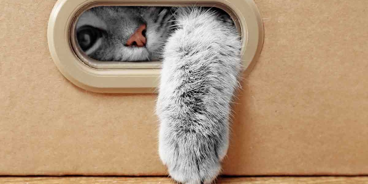 25 faits fascinants sur les pattes de chat qui étonneront vos amis - img