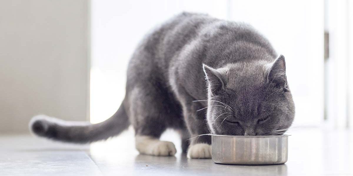 Meilleures croquettes pour chats à estomac sensible - Conseils et revues de marques - img