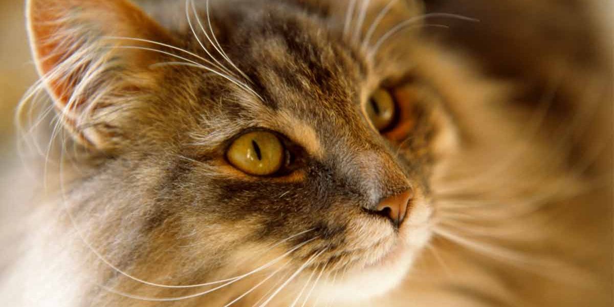 Prix des chats de forêt norvégienne - Combien coûtera votre nouveau chat ? - img